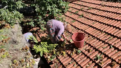 Üreticiler zamanla yarıştı, hasatta sona gelindi: 60-70 metreye kadar tırmandılar