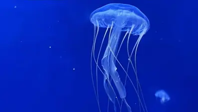 Batı Avrupa'nın en büyük nükleer santralinde alarm: Denizanaları yüzünden kapatıldı