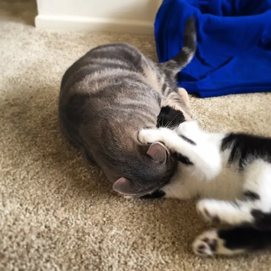 Hayatını kedileri kurtarmaya adadı 136