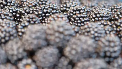 Zengin antioksidan kaynağı: Dağ eteklerinde kurulan bahçelerde yetişiyor