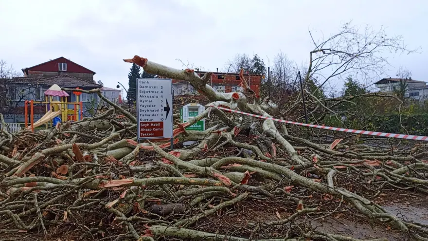 Fırtına 650 yıllık çınarı yıktı geçti 2