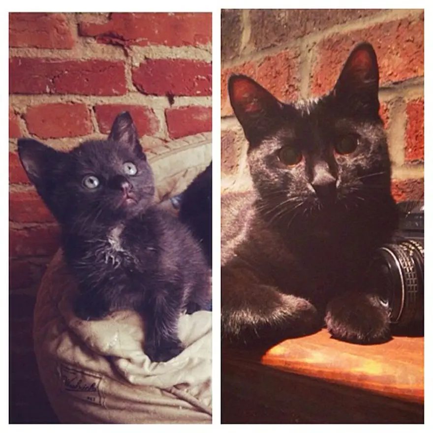 Hayatını kedileri kurtarmaya adadı 74