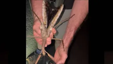 Avustralya'da keşfedildi: 44 gram çekirge