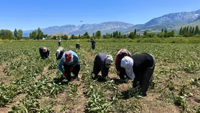 40 derece sıcağın altında alın teri: Sabah başlayıp gün batımına kadar sürüyor