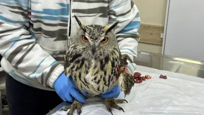 Yaralı puhu tedavi altında: Günde yarım kilo et yiyor