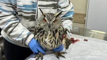 Yaralı puhu tedavi altında: Günde yarım kilo et yiyor