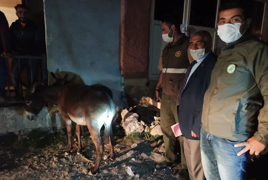 Sıpaya eziyet eden 2 kişiye 947'şer lira ceza 7 Sıpaya eziyet eden 2 kişiye 947'şer lira ceza 7