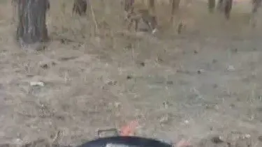 Kars'ta tilkiler yerleşim yerlerinde cirit atıyor