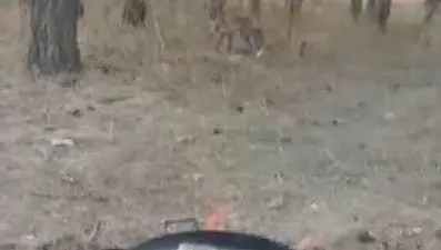 Kars'ta tilkiler yerleşim yerlerinde cirit atıyor