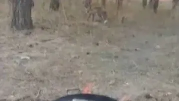 Kars'ta tilkiler yerleşim yerlerinde cirit atıyor