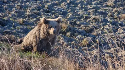 Yaralı bulunan bozayı, bayıltılarak tedaviye götürüldü