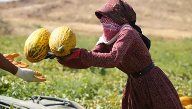 40 derecede hasat: Yüksek verim üreticinin yüzünü güldürdü