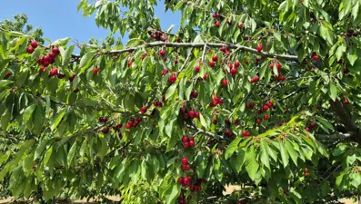 Tarlada fiyatı 250 TL: 3 bin ton hasat edildi