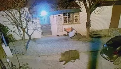 Aç kalan domuzlar şehre indi