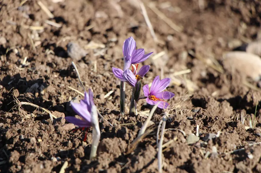 Dünyanın en pahalısı, ona "kırmızı altın" deniliyor: 1 gramı 500 TL 4 Dünyanın en pahalısı, ona "kırmızı altın" deniliyor: 1 gramı 500 TL 4