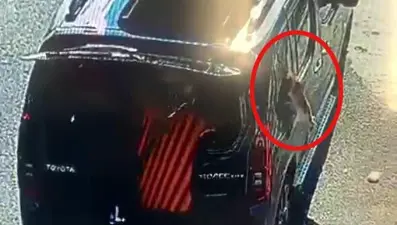 Kısırlaştırılmaya götürülen kedi, aracın camını başıyla kırıp kaçtı