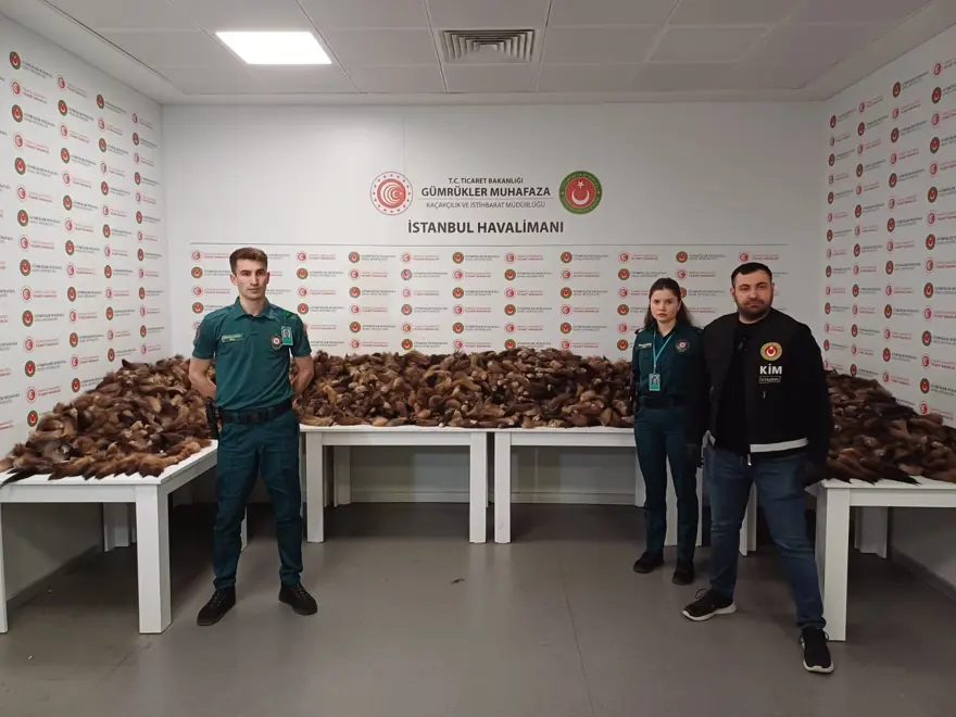 İstanbul Havalimanı’nda 10 bin 300 adet tilki kuyruğu elegeçirildi 