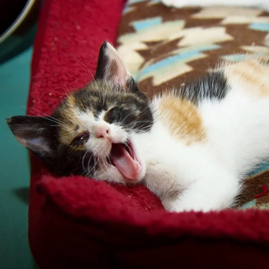 Hayatını kedileri kurtarmaya adadı 44