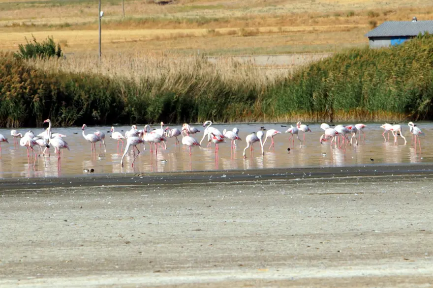 Flamingoların zorunlu kuraklık göçü 1