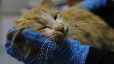 Yavru kedide AIDS tespit edildi