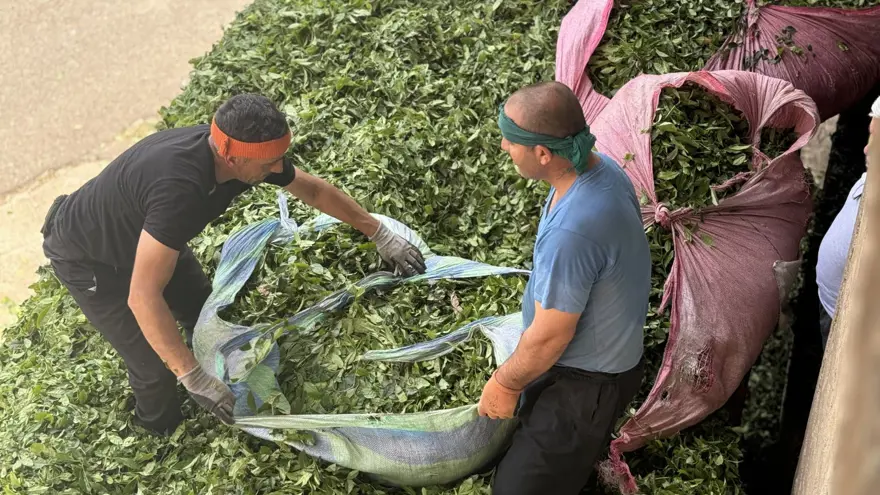 Trabzon Uluağaç Mahallesi'nde kadınlar 26 yıldır yük taşımıyor 9