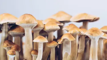 Sihirli mantar depresyonu yenebilir: Zihin senkronizasyonunu bozuyor