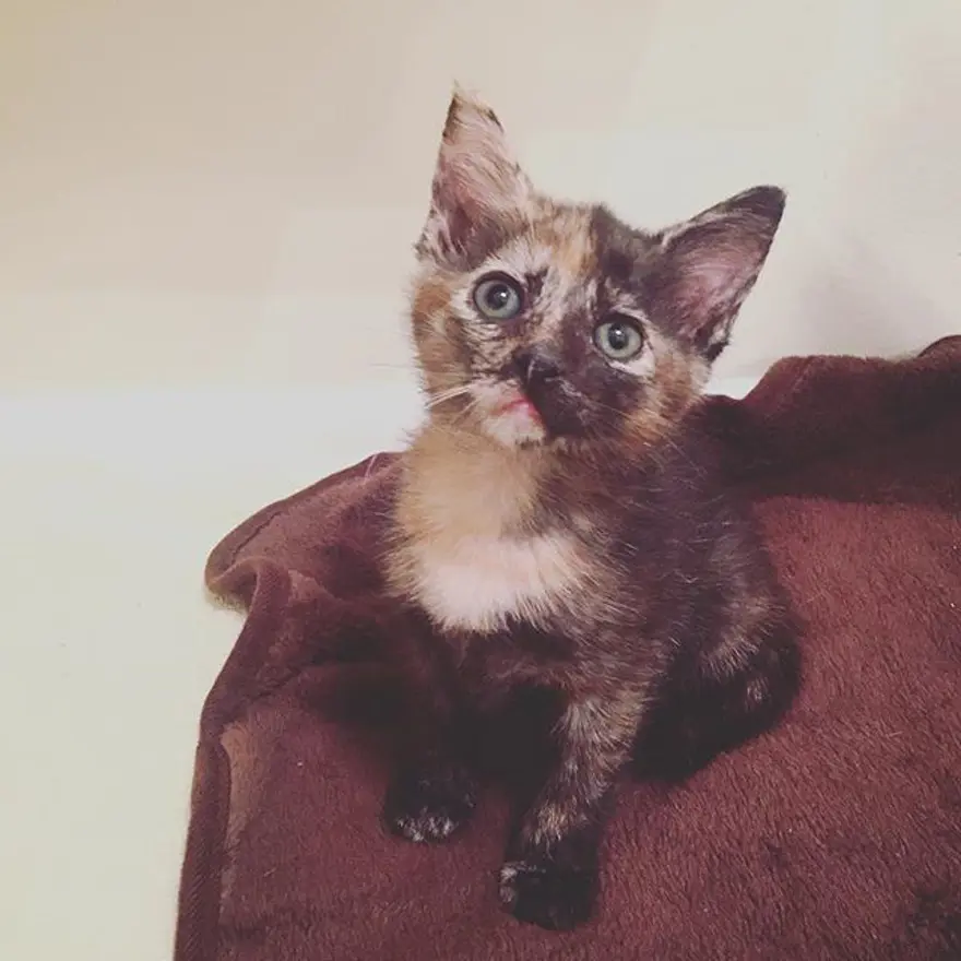 Hayatını kedileri kurtarmaya adadı 338