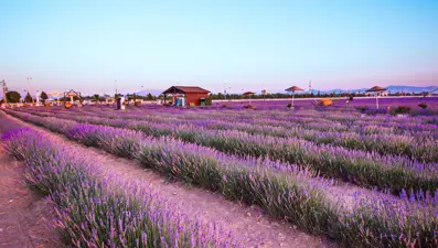 Moloz yığınları ile kaplı alan, lavanta bahçesine dönüştü
