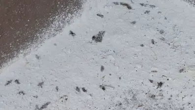 Mahalleyi böcekler bastı, vatandaşlar tedirgin oldu