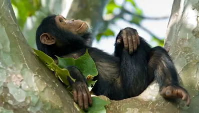Şempanzelerin iyileşmek için antibiyotik özellikli bitkiler yediği ortaya çıktı