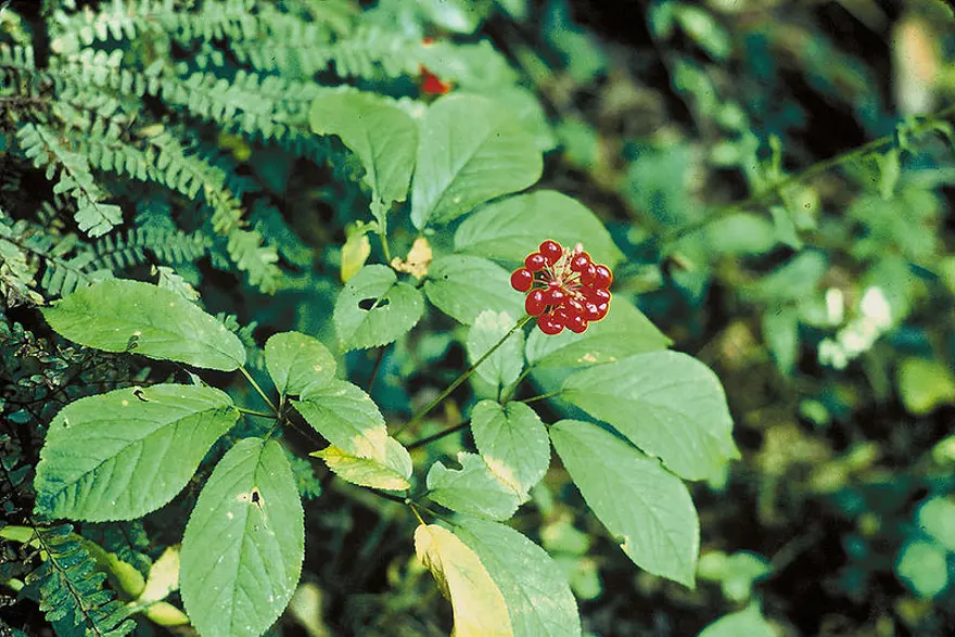 Ginseng 