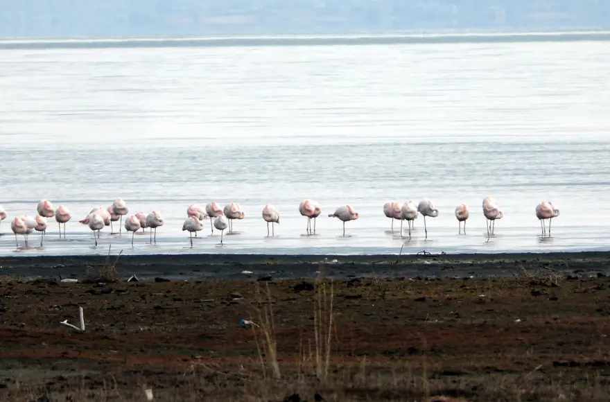 Erçek Gölü'nde flamingo bereketi 7