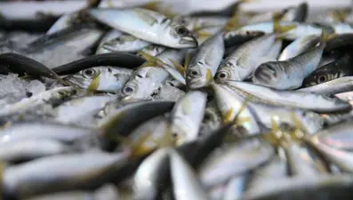 Balıkçıların yüzünü güldürdü: Tezgahta kilosu 150 lira