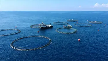 Doğu Karadeniz'den 7 ayda 26 ülkeye su ürünü ihraç edildi