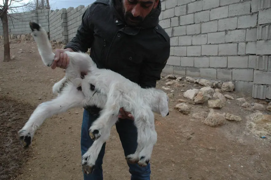 Diyarbakır'da 6 ayaklı doğan kuzu görenleri şaşırtıyor 1 Diyarbakır'da 6 ayaklı doğan kuzu görenleri şaşırtıyor 1