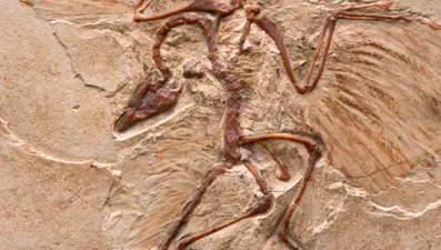 Çin'de yeni bir dinozor türü keşfedildi