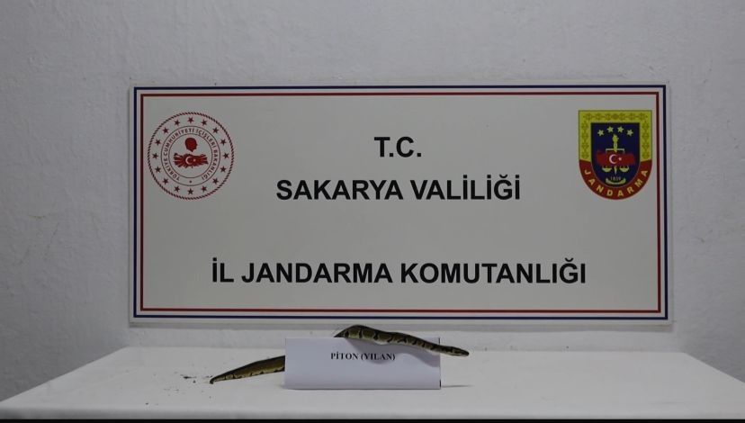 Kraliyet pitonu ele geçirildi