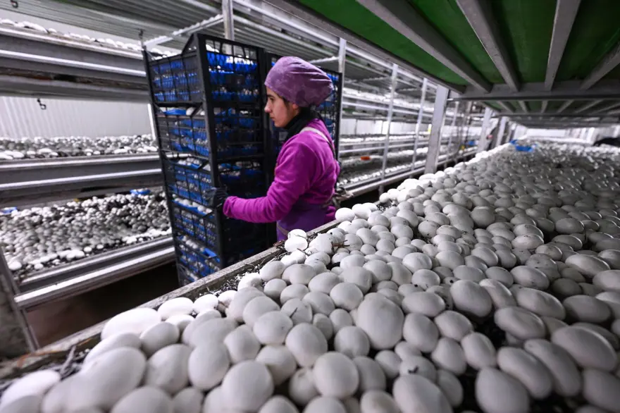 Sadece kadınlar çalışıyor: Günde 3 ton üretim ile 48 ilin ihtiyacını karşılıyorlar 5