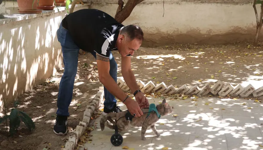 Felçli kedisini tekrar hayata bağladı 2