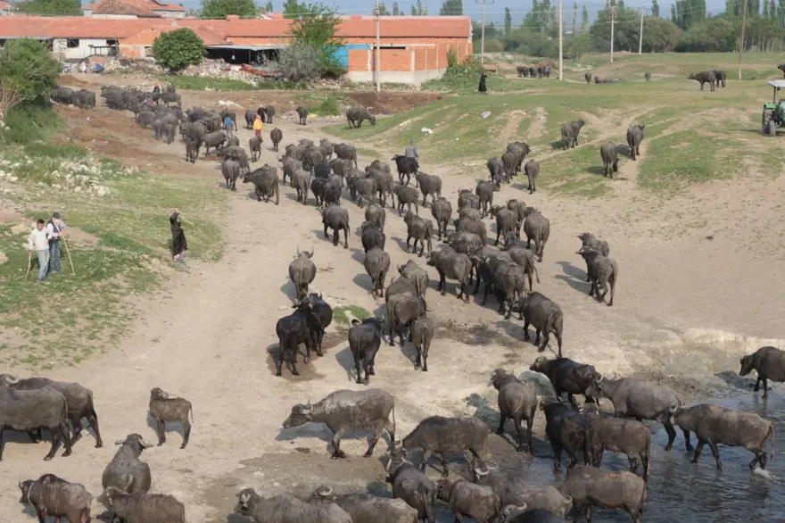 Afrika Serengeti Parkı değil Balıkesir Ovası 23