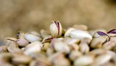 Fıstık fiyatları yüzde 200 artabilir