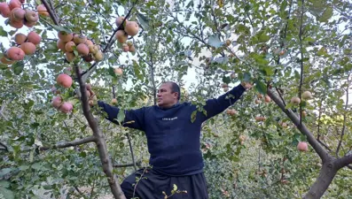 Vücuttaki toksinleri atıp kanı temizleyen meyve! Adana'da kar yağınca hasadı erken başladı
