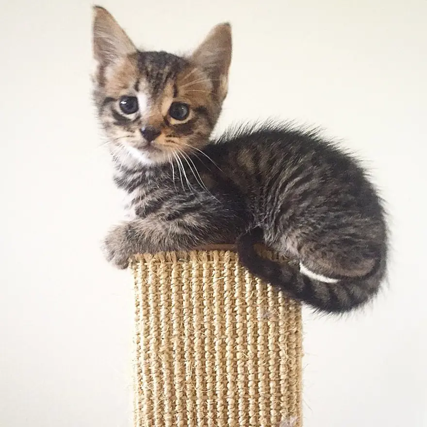 Hayatını kedileri kurtarmaya adadı 226