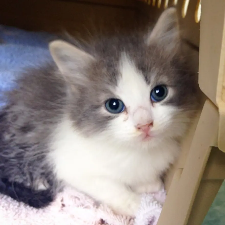 Hayatını kedileri kurtarmaya adadı 37