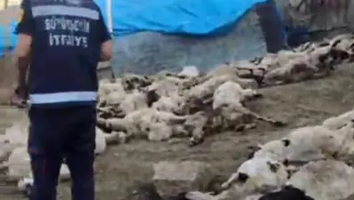 Ahıra giren kurtlar 111 koyunu öldürdü