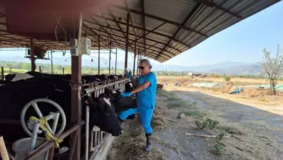 Şap karantinası: Giriş çıkışlar yasaklandı