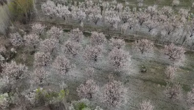 Çiçek açan kayısı ağaçlarında kartpostallık görüntüler