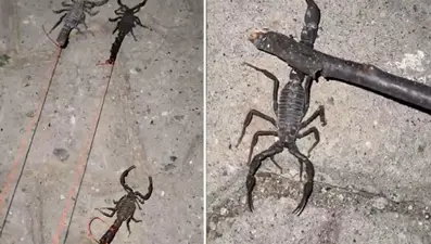 Batman'da köyü akrepler bastı