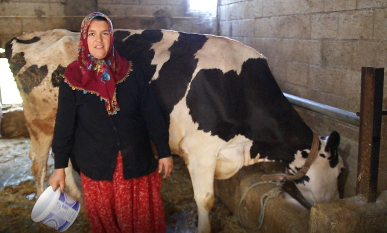 2 inekle başladı, sayıyı 17'ye çıkardı: Sıfır kilometre otomobil sahibi oldu