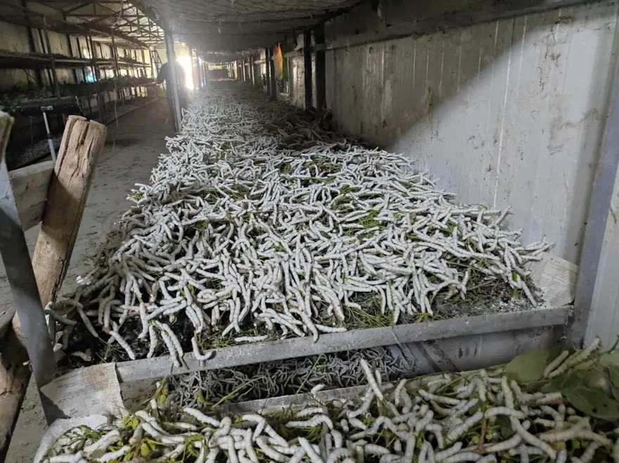 Kilosu bin lira: Osmanlı'dan kalan meslek 150 ailenin geçim kaynağı 1
